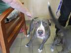 Adopt ZORI a Pit Bull Terrier, Mixed Breed