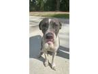 Adopt EMILY a Pit Bull Terrier, Mixed Breed