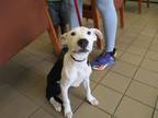 Adopt LILO a Pit Bull Terrier, Mixed Breed