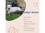 Adopt Christie a Mixed Breed
