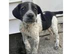 Adopt Gypsy a German Wirehaired Pointer