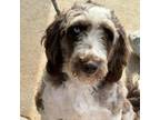 Adopt Moxie 5877 a Australian Shepherd, Poodle