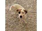 Adopt Laverne a Jack Russell Terrier, Mixed Breed