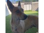 Adopt SunFlower a Cattle Dog, Mixed Breed