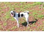 Adopt DIXIE a Parson Russell Terrier, Mixed Breed