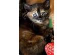 Adopt Coconut (home lined up) a Domestic Short Hair
