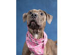 Adopt Pretty a Pit Bull Terrier, Mixed Breed