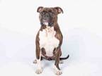 Adopt BELLE a Pit Bull Terrier, Mixed Breed
