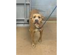Adopt Classic a Mixed Breed