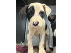 Adopt Dove- IN FOSTER a Mixed Breed