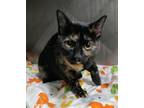Adopt 24-06-1736 Sommer a Domestic Short Hair