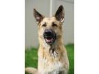 Adopt Sasha a German Shepherd Dog, Mixed Breed