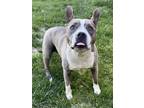 Adopt Daisy a American Staffordshire Terrier, Mixed Breed