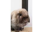 Adopt Abby a Holland Lop
