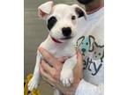 Adopt Ms. Poopie a Pit Bull Terrier, Mixed Breed