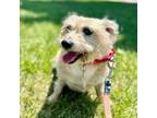Adopt Missy a Yorkshire Terrier