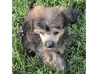 Chinese Crested Puppy for sale in Amarillo, TX, USA