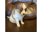 Papillon Puppy for sale in Rossville, GA, USA