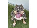 Adopt Paloma a American Staffordshire Terrier, Mixed Breed