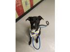 Adopt MARLEY a Pit Bull Terrier, Mixed Breed
