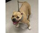 Adopt MS. BAM BOOZLED a Staffordshire Bull Terrier