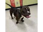 Adopt A345776 a American Staffordshire Terrier