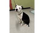 Adopt BESSIE a Pit Bull Terrier, Mixed Breed