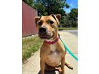 Adopt Margiela a Pit Bull Terrier, Mixed Breed