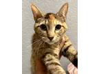 Adopt Torbie Maguire a Domestic Short Hair