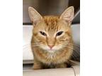 Adopt Newton's Laws of Motion a Domestic Short Hair