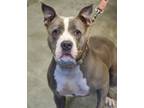 Adopt Leelee a Pit Bull Terrier, Mixed Breed