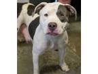 Adopt Tacha a Pit Bull Terrier, Mixed Breed