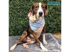 Adopt Beef-A-Roni a Foxhound