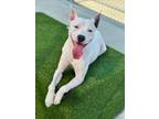 Adopt MARRIGOLD a American Staffordshire Terrier
