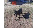 Adopt Betty a Black Labrador Retriever, Hound