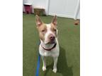 Adopt GINGER a Pit Bull Terrier, Mixed Breed