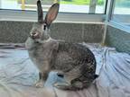 Adopt VALKYRIE a Flemish Giant