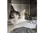 Adopt Butters a Domestic Short Hair, Calico