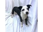 Adopt Padme a Mixed Breed