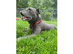Adopt Irma a Pit Bull Terrier