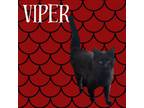 Adopt Viper a Domestic Short Hair