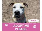 Adopt NINA a Pit Bull Terrier, Mixed Breed