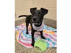 Adopt Croissant a Pit Bull Terrier, Mixed Breed