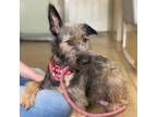 Adopt Licorice a Terrier