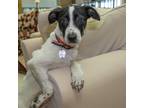 Adopt RUFFIES a Pointer, Mixed Breed