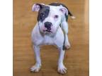 Adopt CANTALOPE a Pit Bull Terrier, Mixed Breed