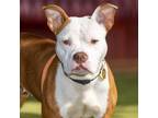 Adopt ZITI a Pit Bull Terrier, Mixed Breed
