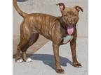 Adopt PIPSQUEAK a Pit Bull Terrier, Mixed Breed