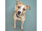 Adopt SUDSY a Pit Bull Terrier, Mixed Breed