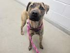 Adopt BOARDWALK a Pit Bull Terrier, Mixed Breed